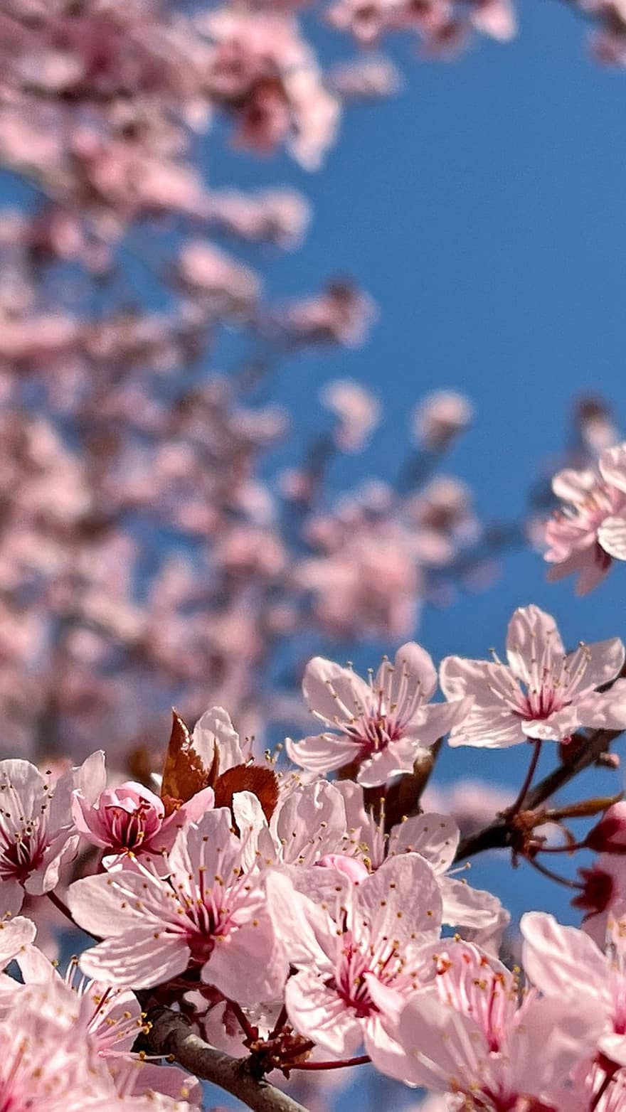 flores de cerejeira, flores, flores cor de rosa, Primavera, papel de parede, flores da primavera, céu, natureza, flor, primavera, ramo
