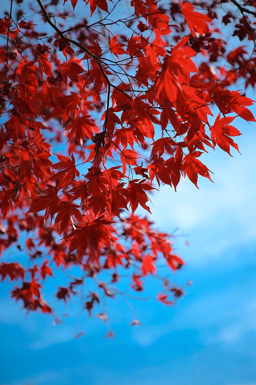 листья, дерево, листва, осень, небо, природа, декорации, красочный, сезонное