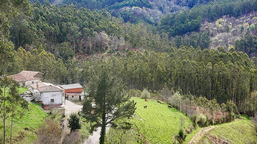 Spanien, Asturien, Landschaft, Feld, Natur, Reise, Erkundung