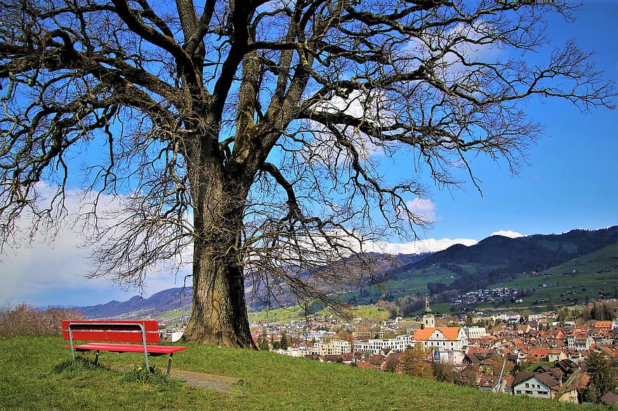 Old Tree, Spring, Spacer, High, Bench, Konary, Landscape, Day, Branches, Prospects, In The Morning