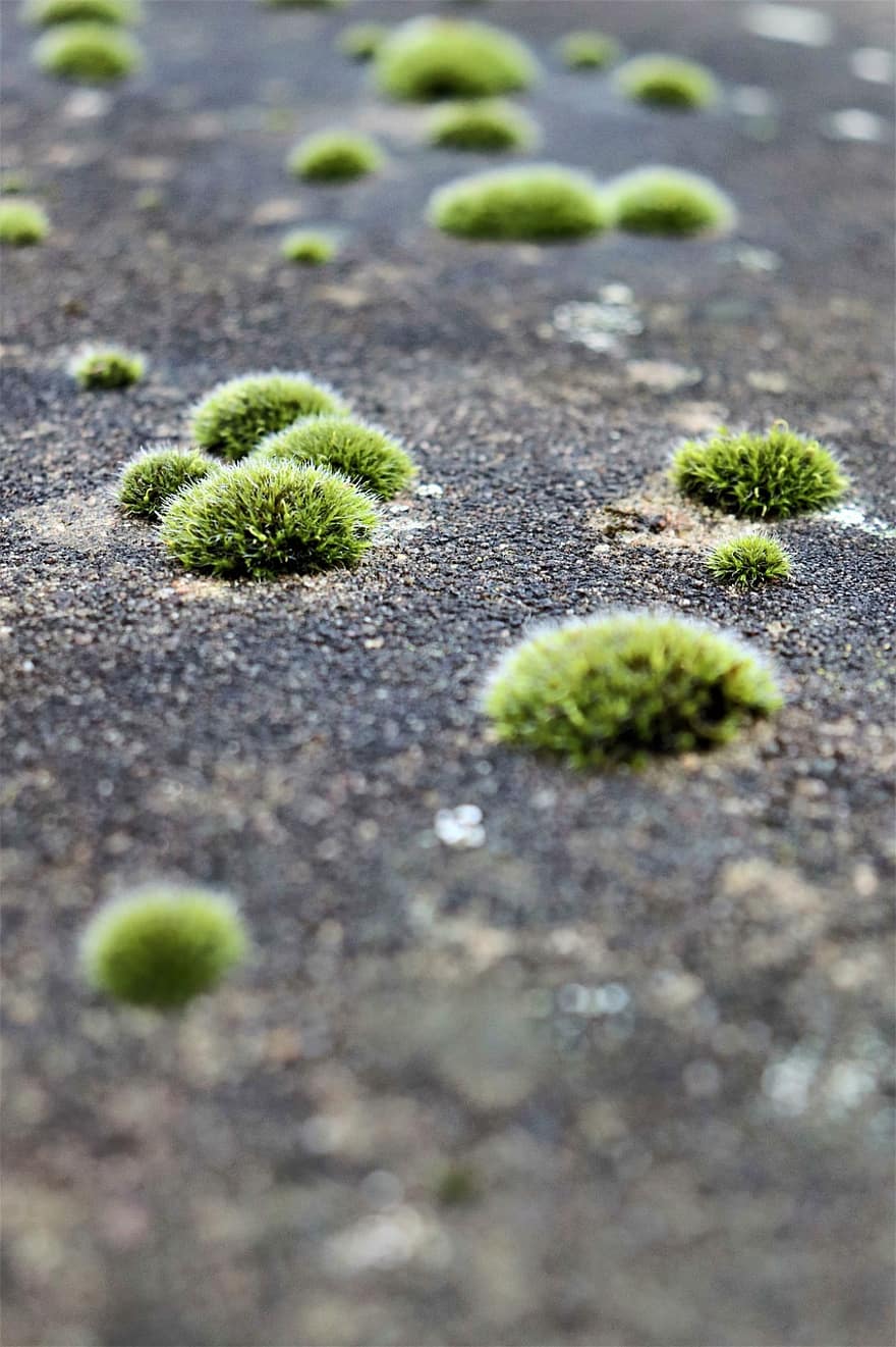 mousse, lichen, couleur verte, plante, herbe, fermer, croissance, feuille, arrière-plans, été, modèle