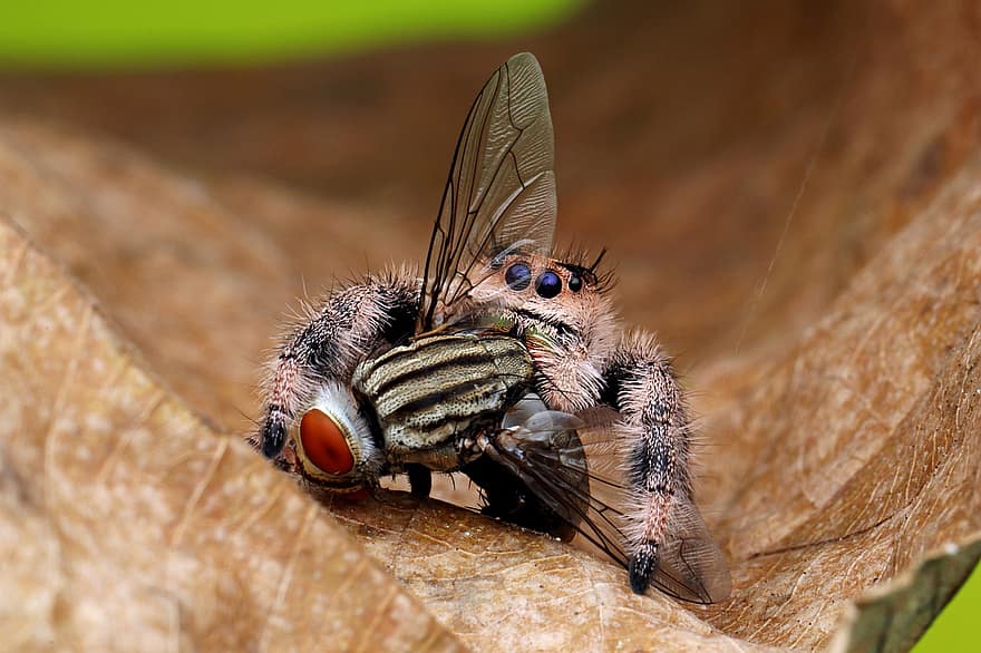 αράχνη, πετώ, αραχνοειδές έντομο, έντομο, καταστροφή, θηρευτής, λεία, κυνήγι, τρώει, φύση