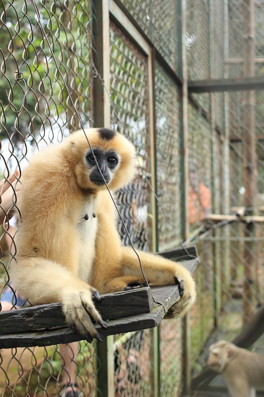 маймуна, ограда, зоологическа градина, примат, животно, бозайник, дивата природа, седене на маймуни, Маймуните седят, Маймуни в зоологическата градина