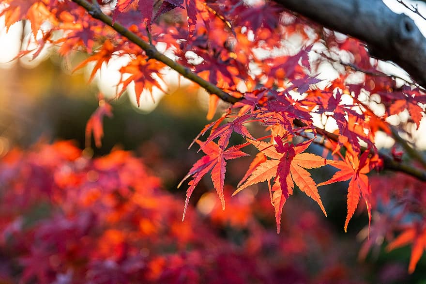 rudenī, koks, lapas, sezonā, kritums, ārā, dzeltens, daudzkrāsains, mežs, Kļava, dinamiskas krāsas