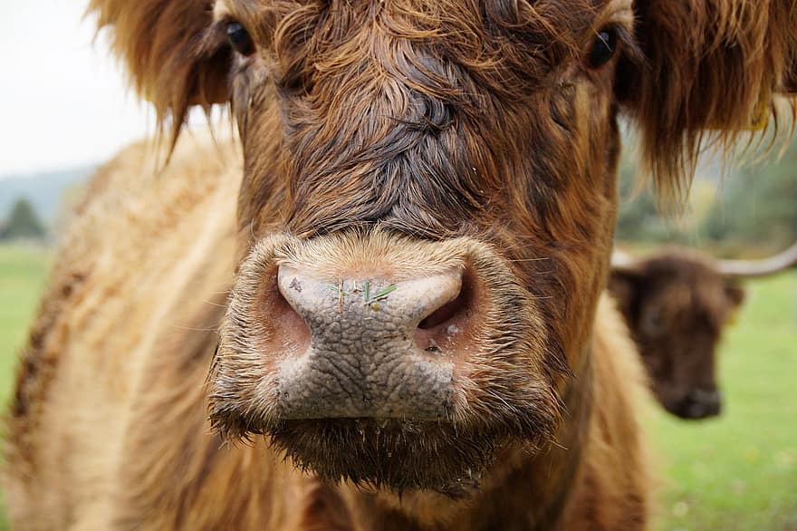 con bò, gia súc ở cao nguyên, mõm, khuôn mặt, gia súc, thú vật, Gia súc núi Scotland, gia súc cao nguyên Scotland, động vật có vú, động vật trang trại