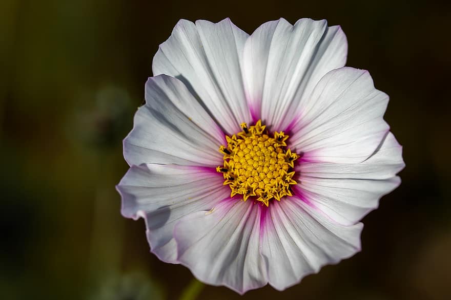 Cosmos, Flower, Plant, Cosmea, White Flower, Petals, Bloom, Nature