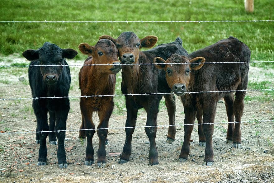 kalvar, staket, bruka, kor, unga kor, avgränsning, boskap, nötkreatur, besättning, mjölk gård, djur