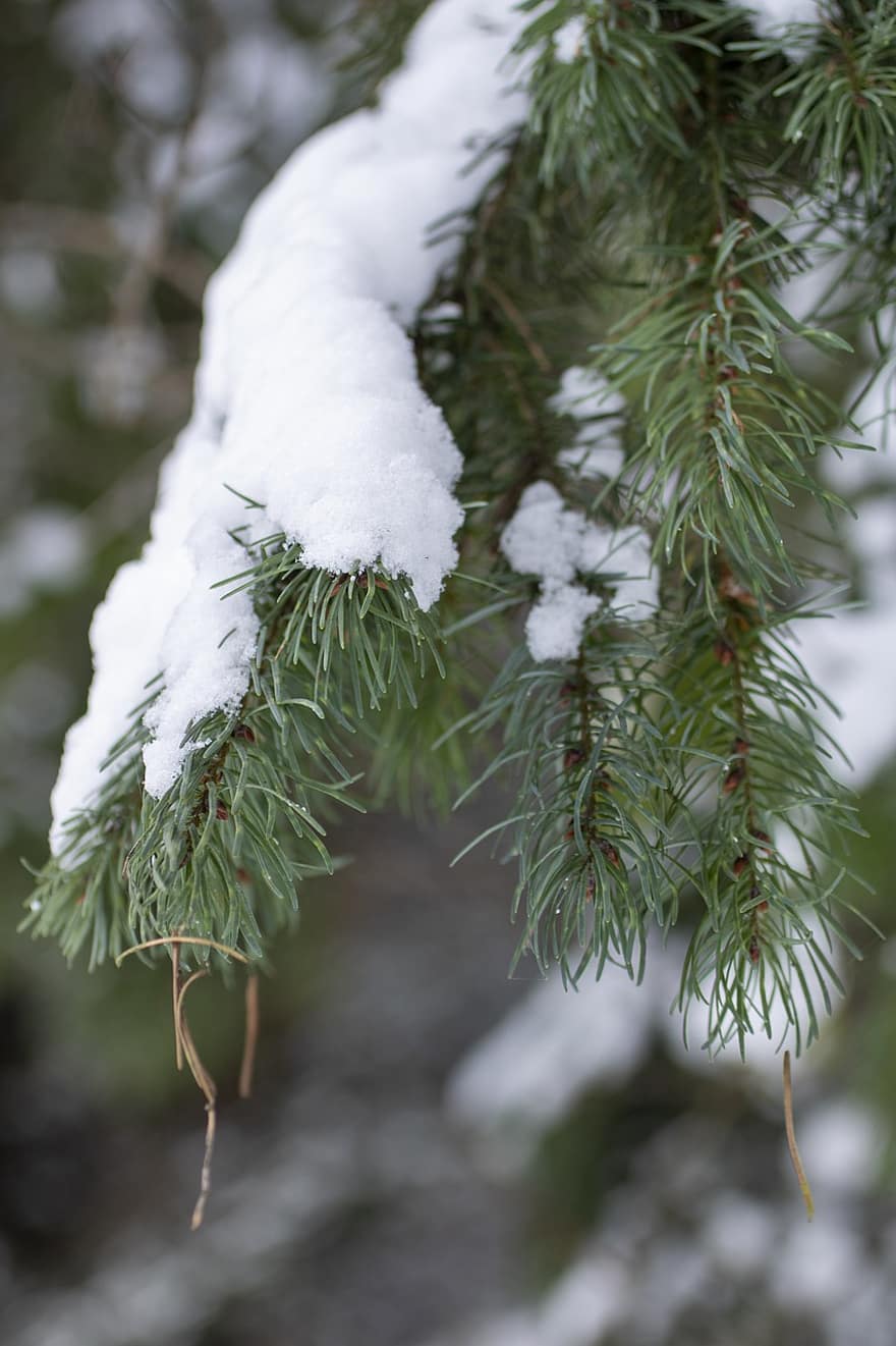 neu, hivern, de fulla perenne, bosc, verd, naturalesa, branques, branca