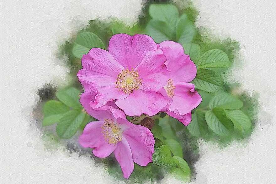 rosehip, bunga-bunga, bunga-bunga merah muda, cat air, menanam, tanaman berbunga, berkembang, mekar
