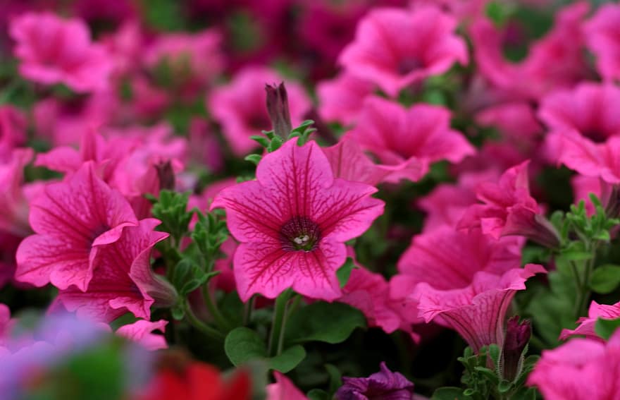 Petunia, Rose-red, Bedding Plants, Garden, Flowers, Floriculture, Balcony, Nursery