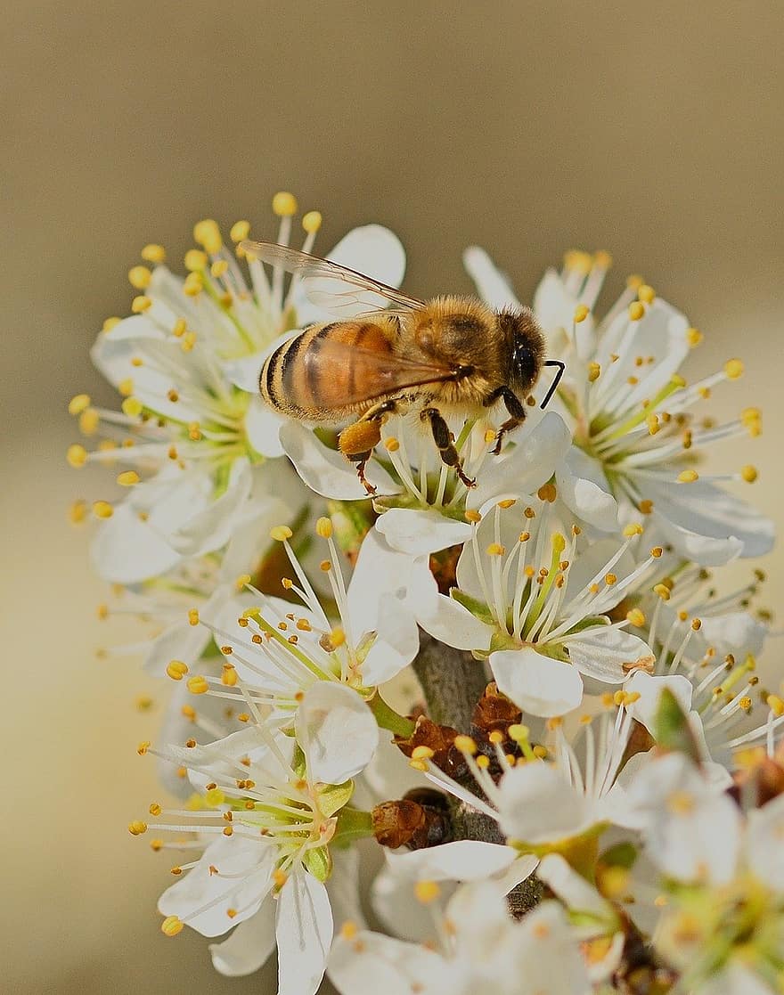 मधुमक्खी, कीट, सेचन, परागन, फूल, पंखों वाले कीड़े, पंख, प्रकृति, कलापक्ष, कीटविज्ञान, बहार