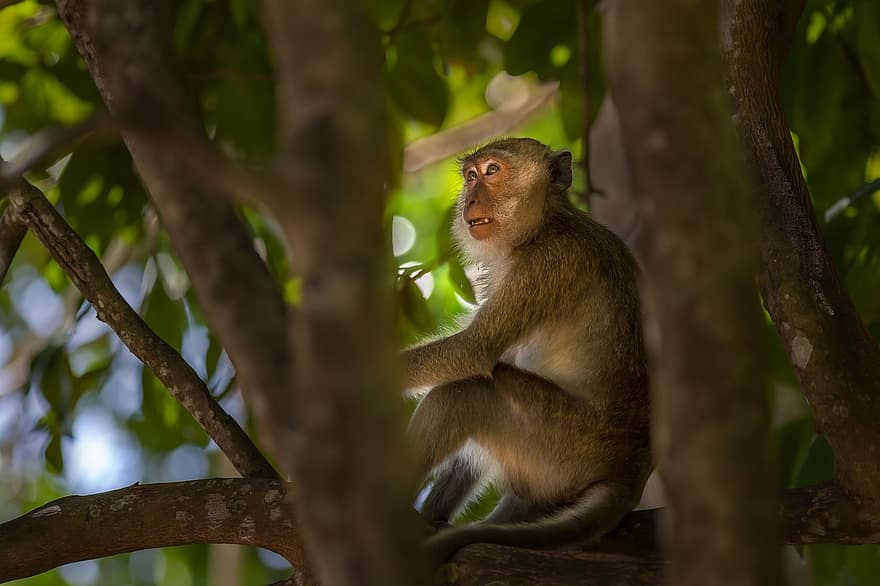 beždžionė, gyvūnas, šakos, primatas, krabų valgymo makaka, makaka, Macaca fascicularis, žinduolių, laukinės gamtos, sėdi, medis