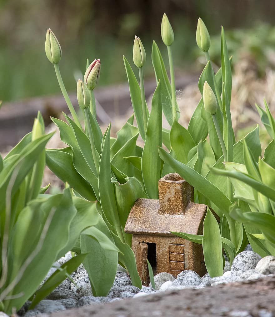 tulipanes, las flores, jardín, brotes, hojas, plantas, Figurilla de cabaña, decoración