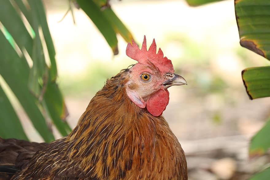 κότα, κοτόπουλο, πουλί, κεράλα, νεοσσός, κοτόπουλα, πουλερικά, αυγό, αγρόκτημα, φωλιά, ζώο