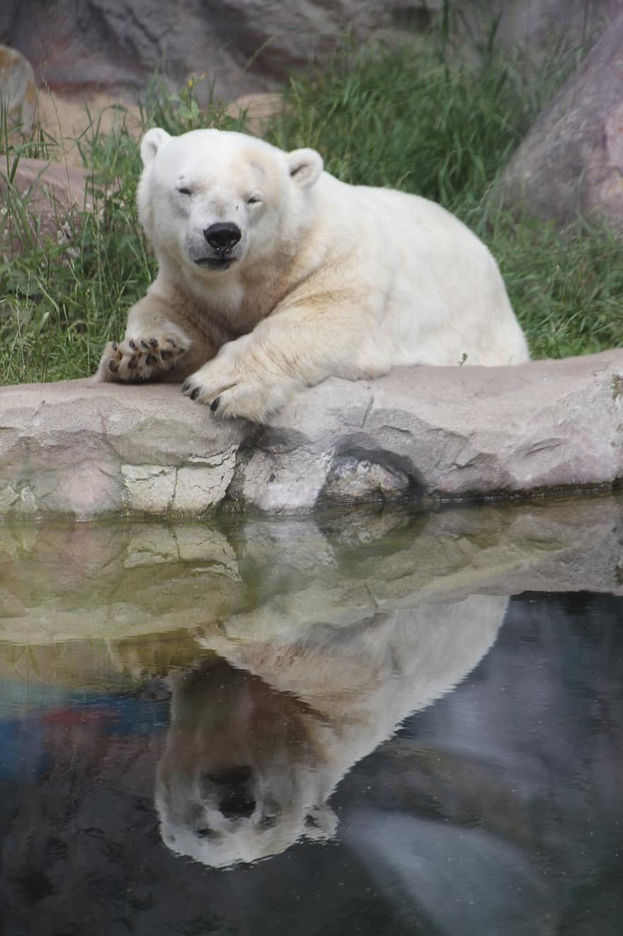 полярна мечка, животно, зоологическа градина, вода, размисъл, мечка, дивата природа, бозайник, хищник