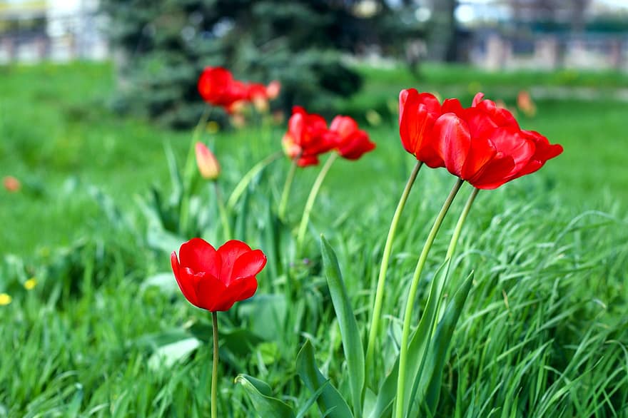 tulpes, ziedi, augiem, sarkanas tulpes, ziedlapiņām, zied, flora, raksturs, pavasarī, dārzs, botānika