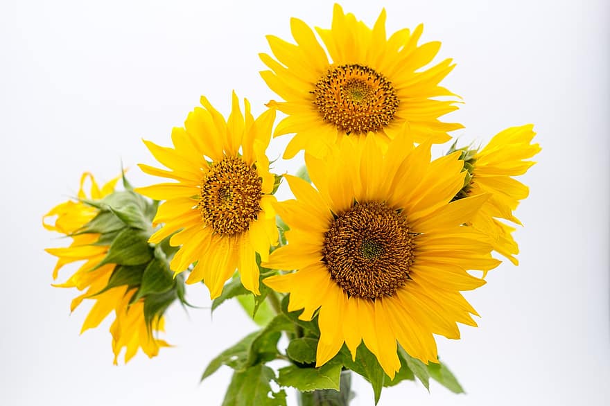 Sunflowers, Flowers, Blossom, Bloom, Yellow Flowers, Petals, Yellow Petals, Flora, Floral, Background, Wallpaper