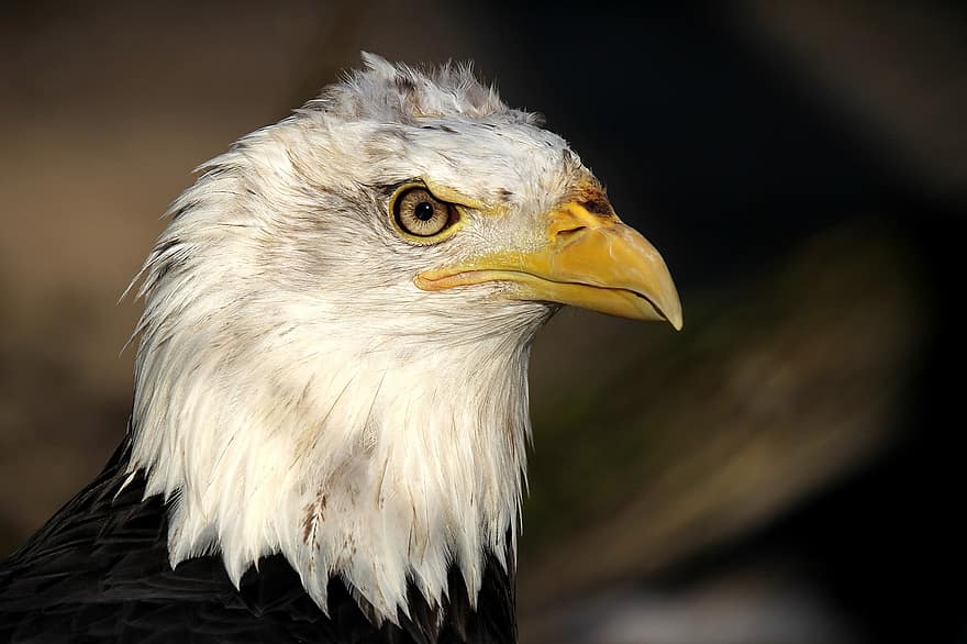 Águila calva, águila de cola blanca, aves de presa, pájaro, raptor, fauna silvestre
