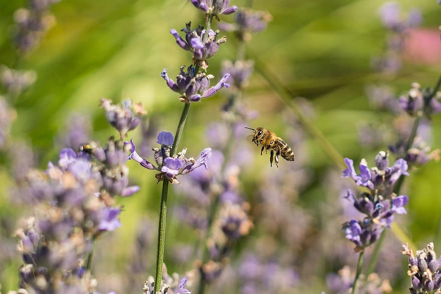 бджола, комаха, запилюють, запилення, квітка, крилате комаха, крила, природи, перетинчастокрилі, ентомологія, лаванда