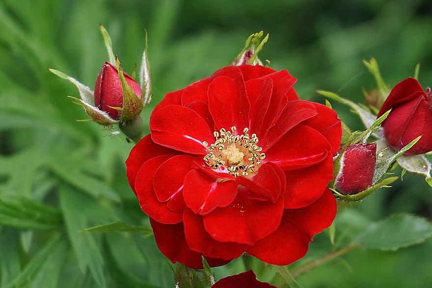 Rose, Flowers, Plant, Red Roses, Red Flowers, Petals, Buds, Bloom, Nature