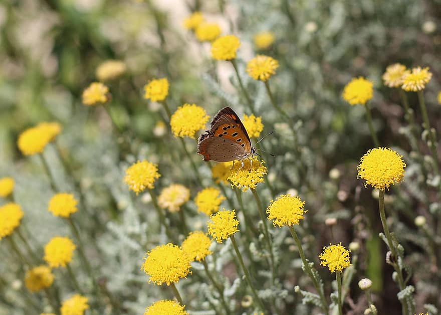 mała miedź, motyl, owad, Natura, dzikiej przyrody, na dworze, wiosna, żółte kwiaty