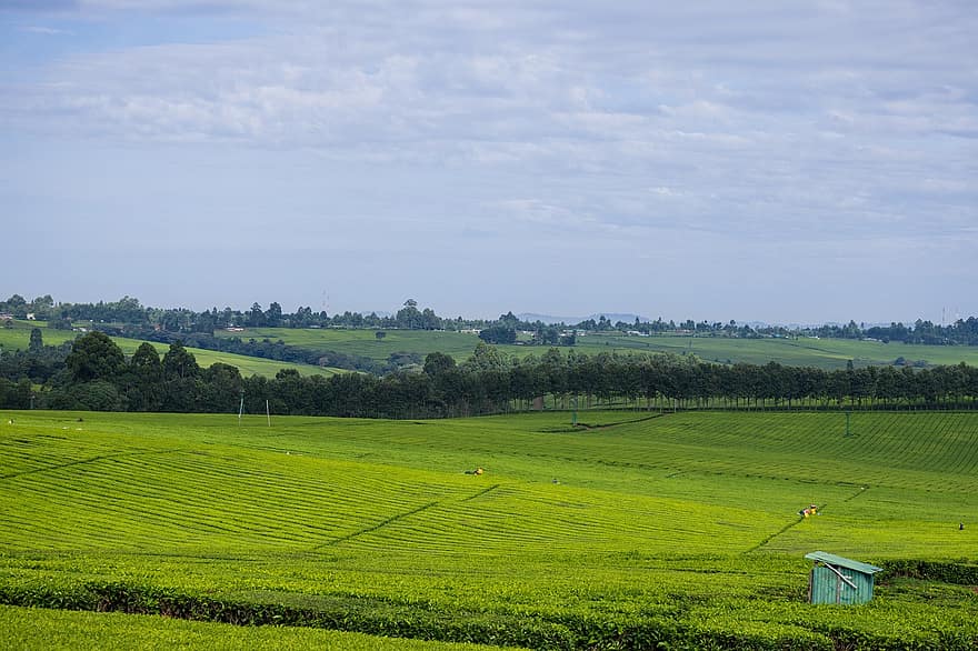 плантація чаю, кенія, землеробство, сільське господарство, природи, сільській місцевості, сільський