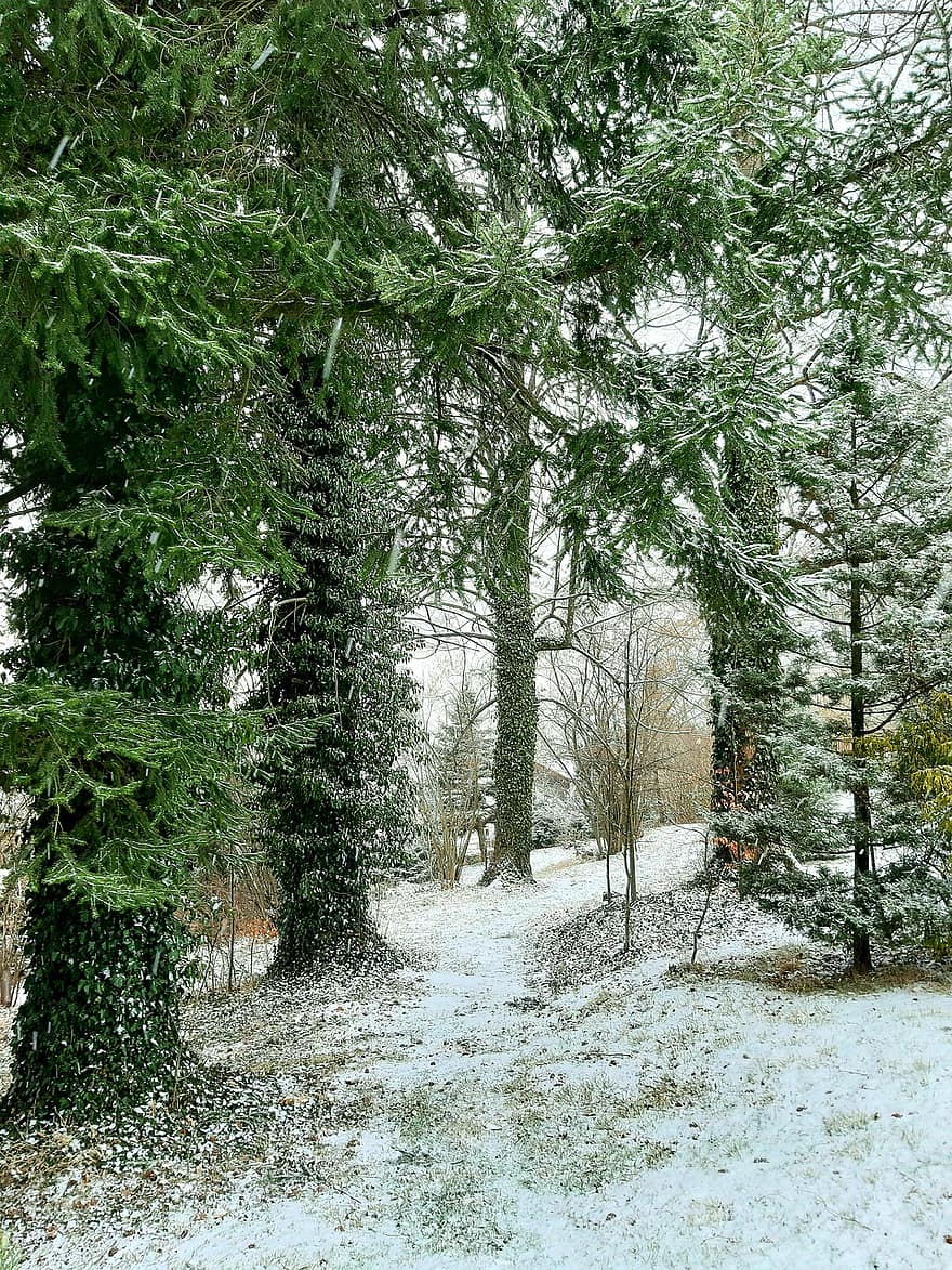 koki, raksturs, ziemā, sezonā, mežs, meži, tuksnesī, ārā, parks, koks, sniegs