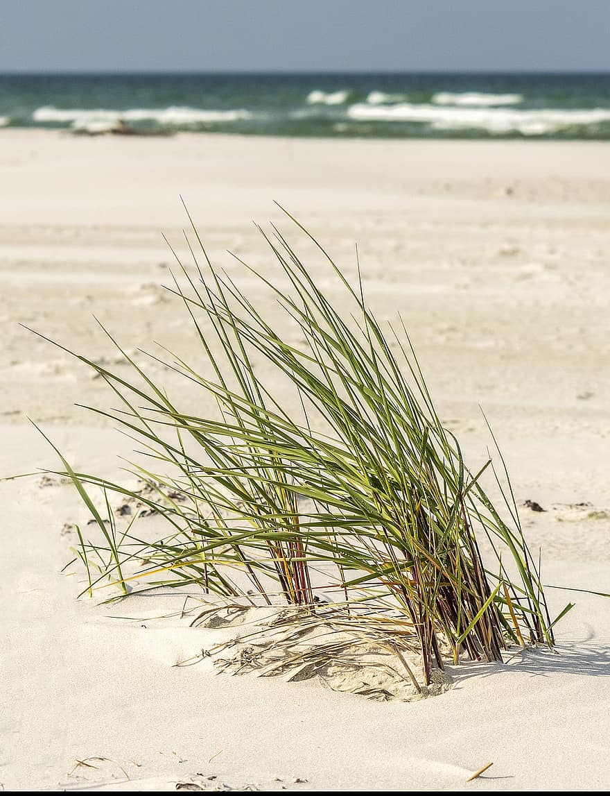 пляж, трава, берег, взморье, песок, море