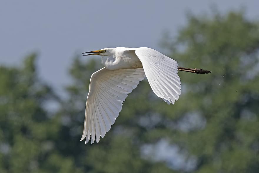 Egret, Bird, Heron, Flying, Plumage, Wings, Feathers, Beak, Bill, Avian, Ornithology