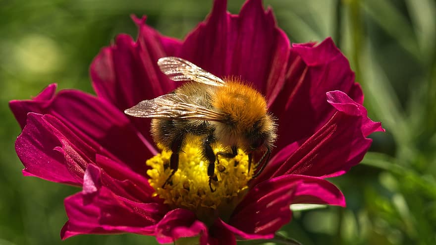 Pollination, Bee, Flower, Insect, Pollinator, Bumblebee, Blossom, Bloom, Flowering Plant, Ornamental Plant, Flora