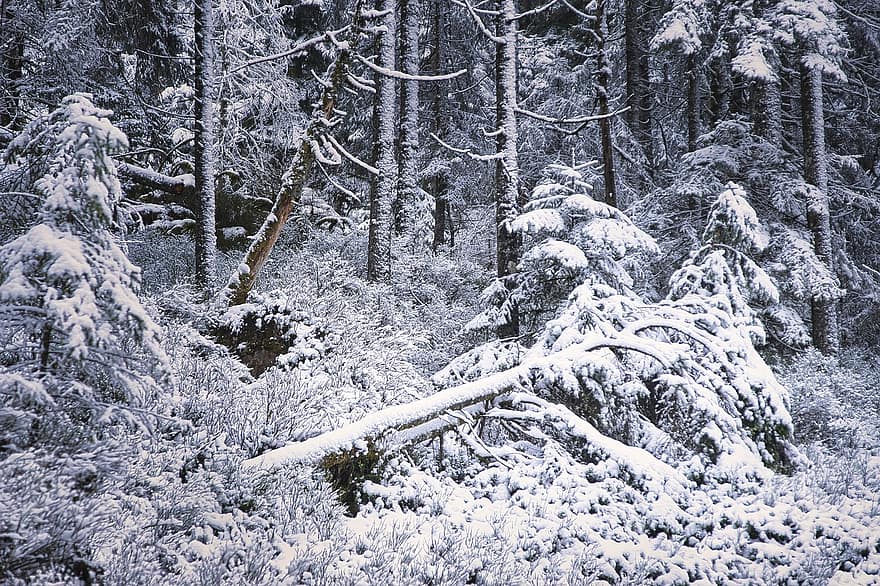 hiver, la nature, forêt, neige, des arbres, les bois, région sauvage, arbre, saison, paysage, gel
