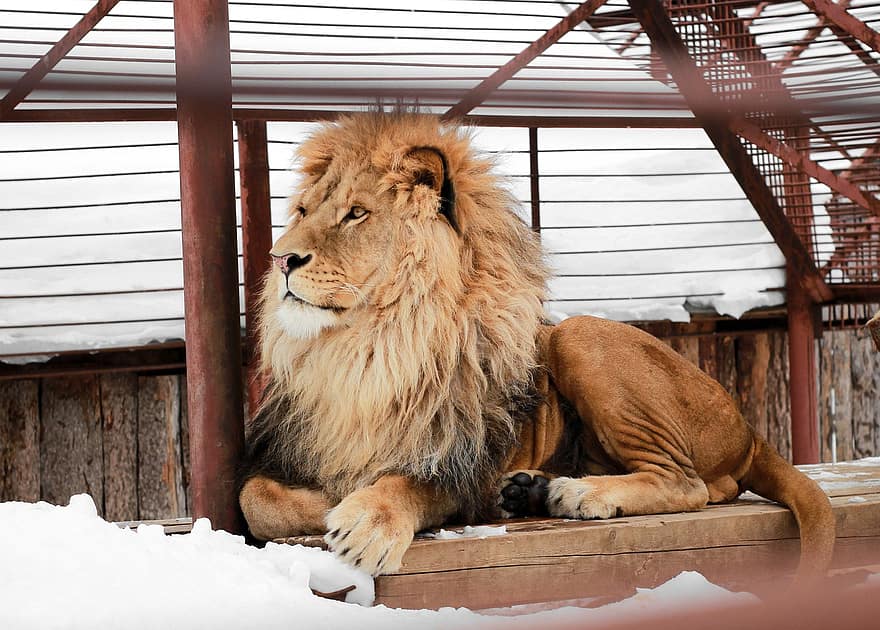 Lion, cage, zoo, animal, mammifère, gros chat, animal sauvage, prédateur, félin, dangereux, faune