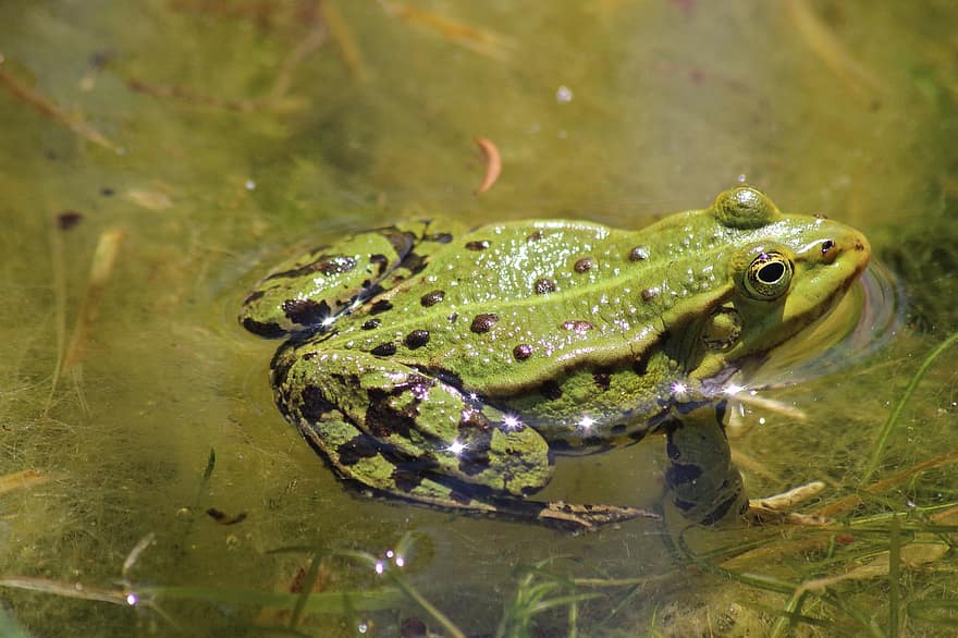 Frog, Frog Pond, Water Frog, Amphibian, Water Creature, Garden Pond, High