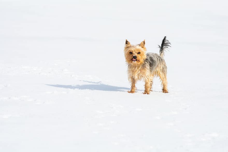йоркширский терьер, собака, домашнее животное, собачий, животное, мех, рыло, млекопитающее, портрет собаки, мир животных, зима