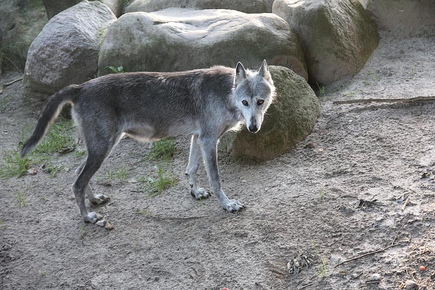 Lobo, jardim zoológico, Dinamarca, givskud, Lobo cinza, canino