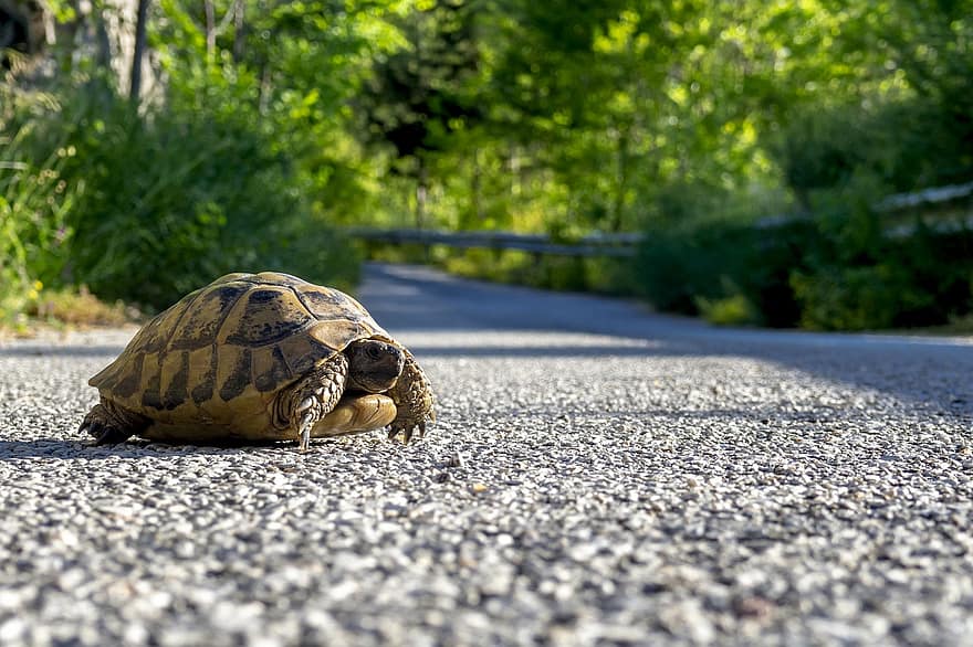 Schildkröte, Schale, Straße, Reptil, Meeresreptil, Pflanzen, Natur, die Straße überqueren, Gras, Bäume, Pfad