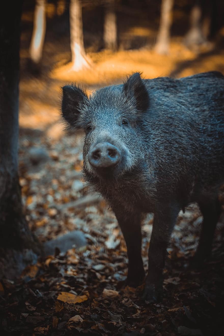 Wild Boar, Pig, Forest, Autumn, Animal, piglet, farm, livestock, animals in the wild, domestic pig, pork