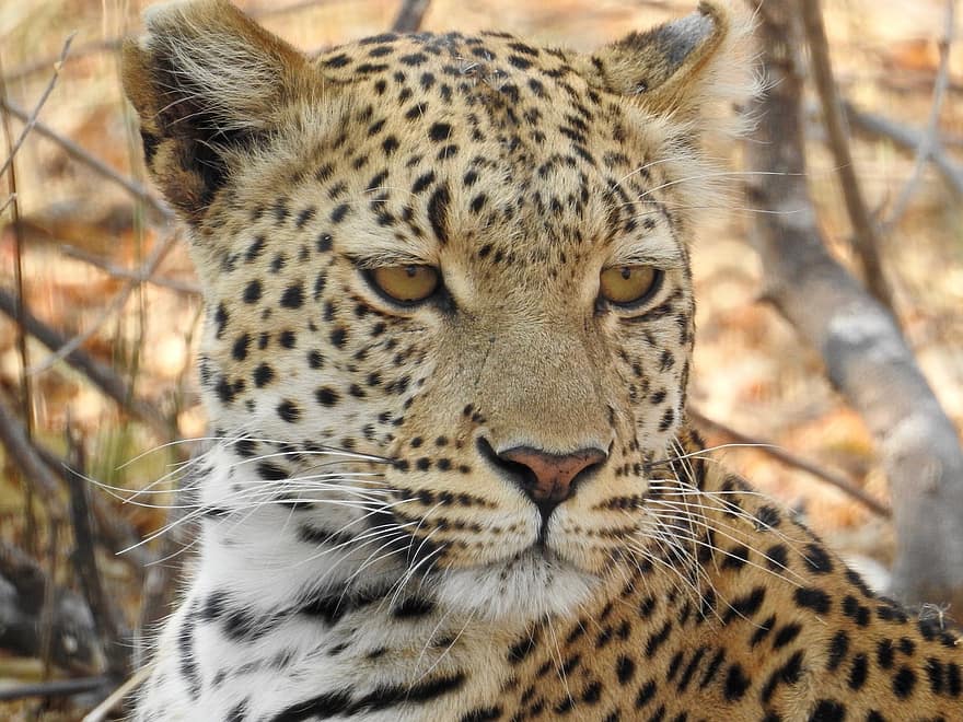léopard, animal, tête, portrait, mammifère, gros chat, chat sauvage, animal sauvage, prédateur, faune, région sauvage
