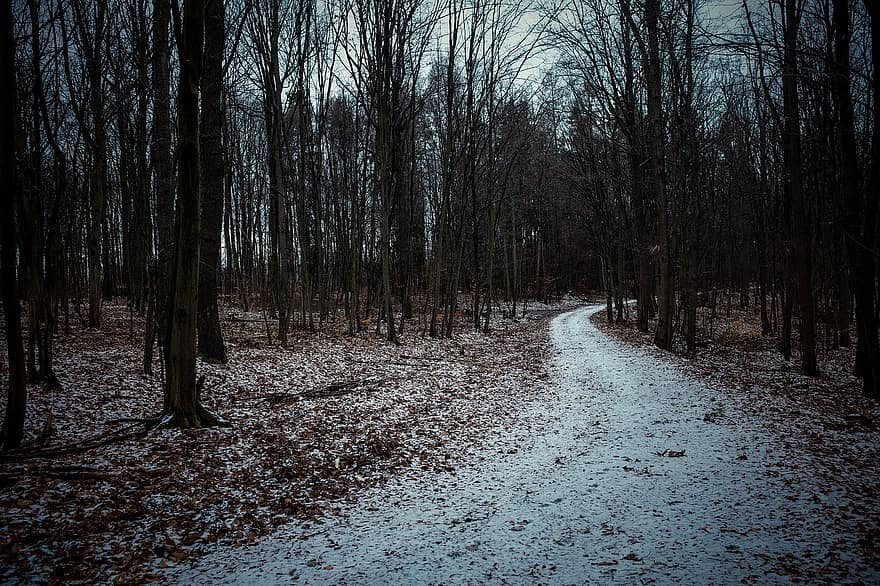 Forest, Winter, Woods, Gloomy Forest, Trees, Nature, Snow, Dark Forest, tree, season, autumn