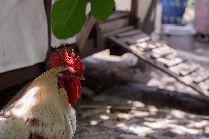 Rooster, Chicken, Bird, Farm, Chicken Coop, Feathers, Exterior, Animal, Nature, Eye, Rustic