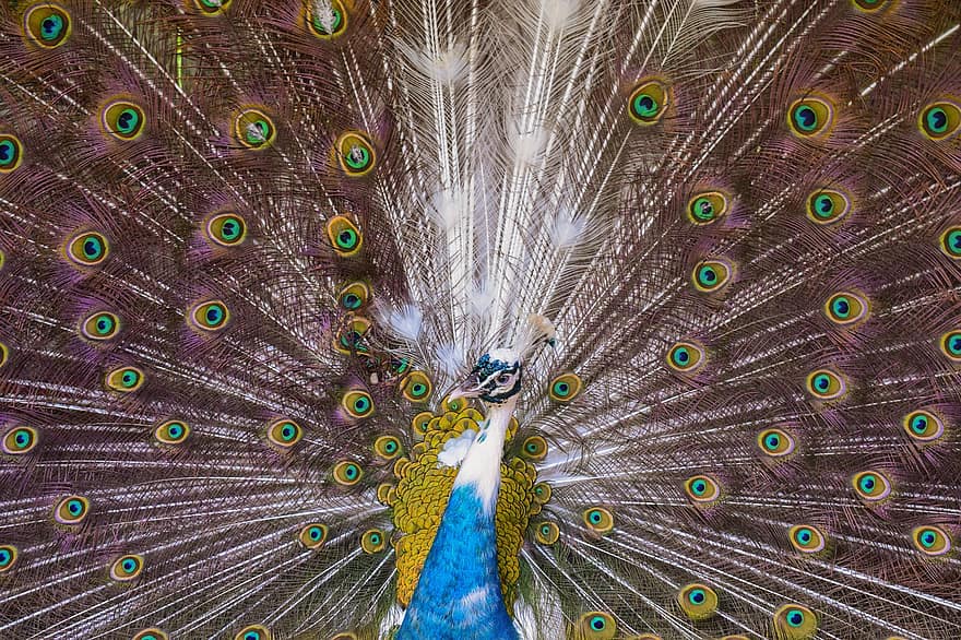 paon, oiseau, animal, plumes, plumage, paon indien, faune, fermer, droits d'auteur, Santa Catarina, Composition de Fabrício Gonçalves