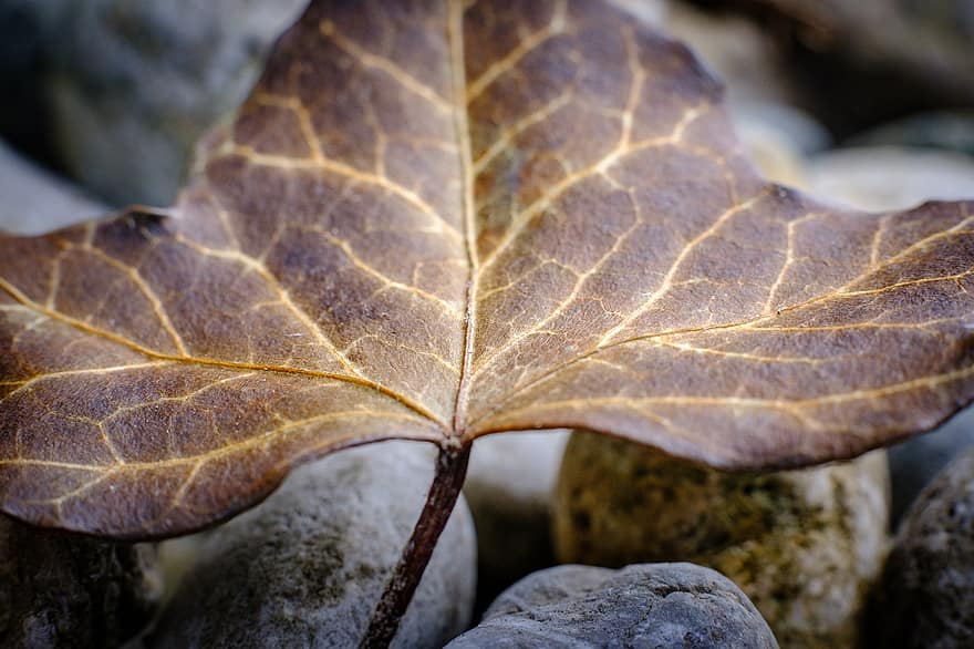 лист плюща, коричневый лист, лист, высохший, осень, падать, высушенный лист, природа