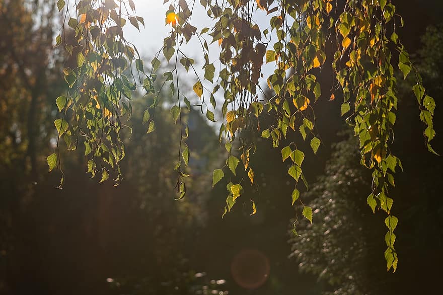 листа, фоново осветление, шума, природа, широколистно дърво, есен
