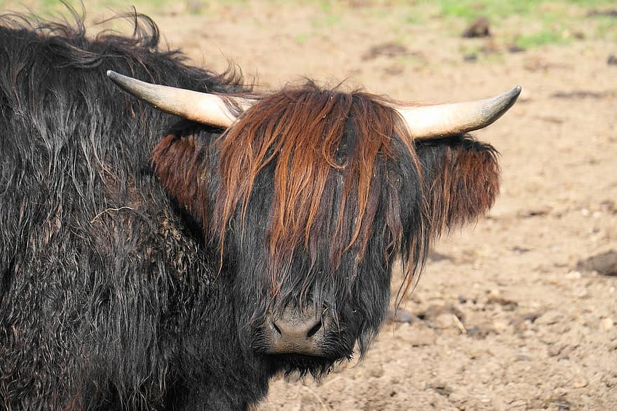 шотландский горный скот, горный скот, корова, Шотландия, животноводческая ферма, крупный рогатый скот, домашний скот, млекопитающее, сельская местность, живая природа, природа