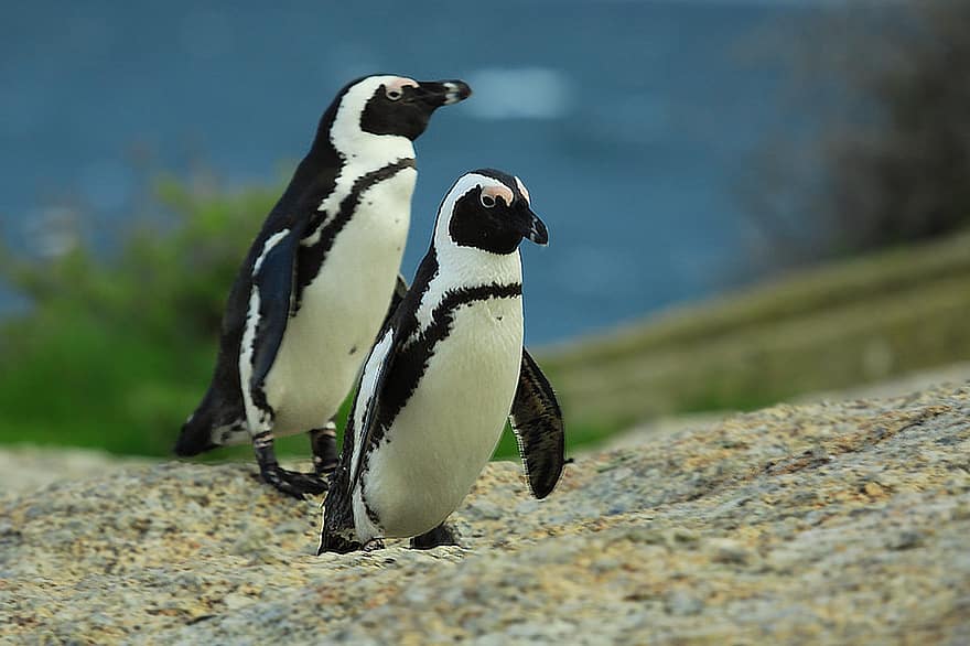 pingvin, fugl, dyr, pingviner, dyr i naturen, natur, antarctica, hvit, svart, hav, kald