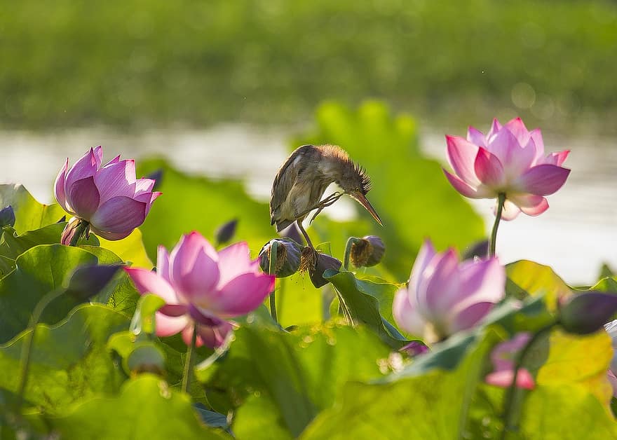 Vogel, Lotus, Blumen, pinke Blumen, Gefieder, Ave., Lotusblumen, blühen, Flora, Fauna, Wasserpflanzen