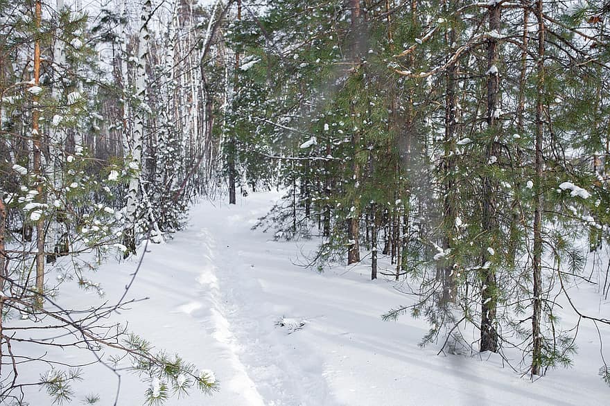 Bos, sneeuw, winter, spoor, bomen, buitenshuis, wildernis