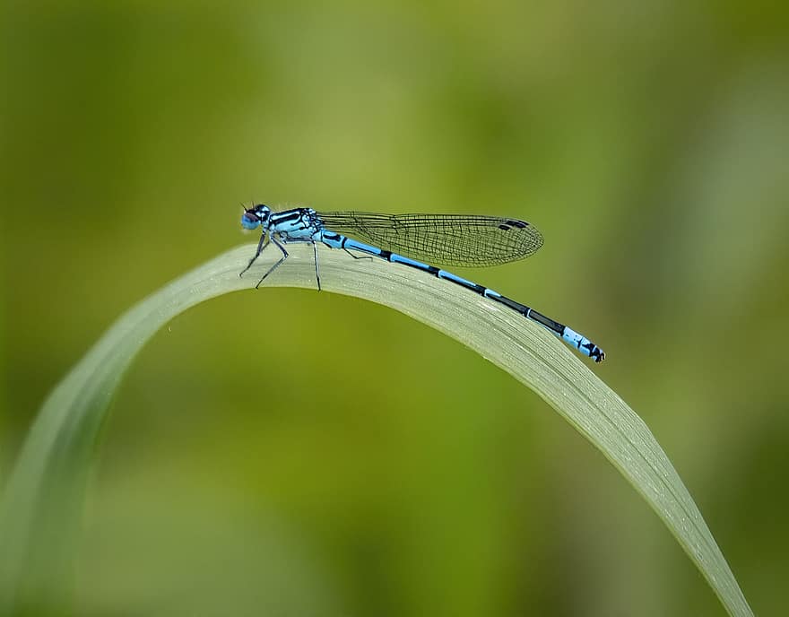 Azure Damselfly, Damselfly, Grass, Insect, Wings, Plant, Nature