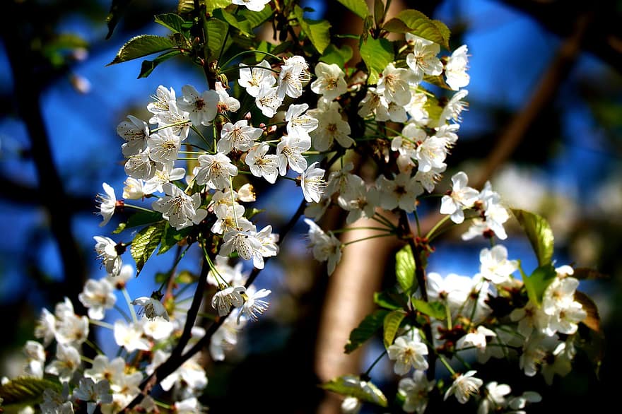フラワーズ、春、桜、季節の、花、木、工場、フローラ、ブランチ、閉じる、葉