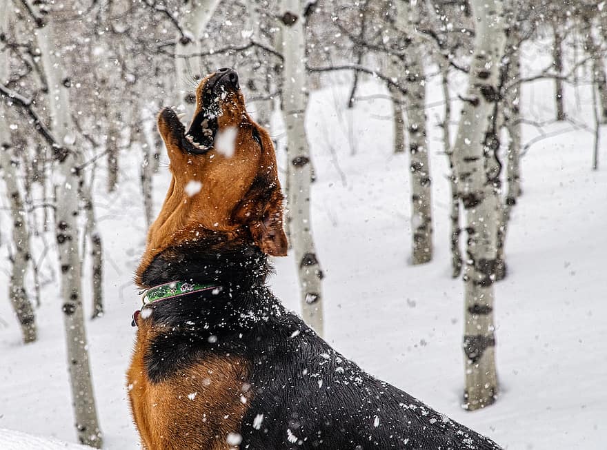 sabujo polonês, cão, inverno, neve, animal, queda de neve, flocos de neve, arvores, doméstico, canino